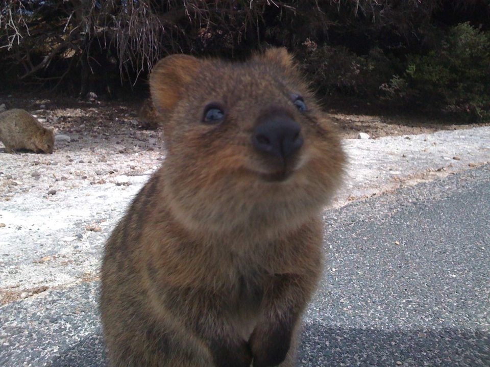 Pictures of Quokka