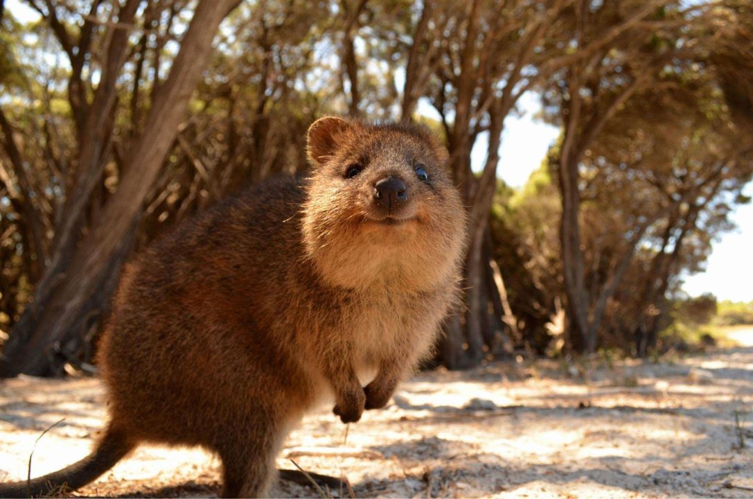 Quokka Background images