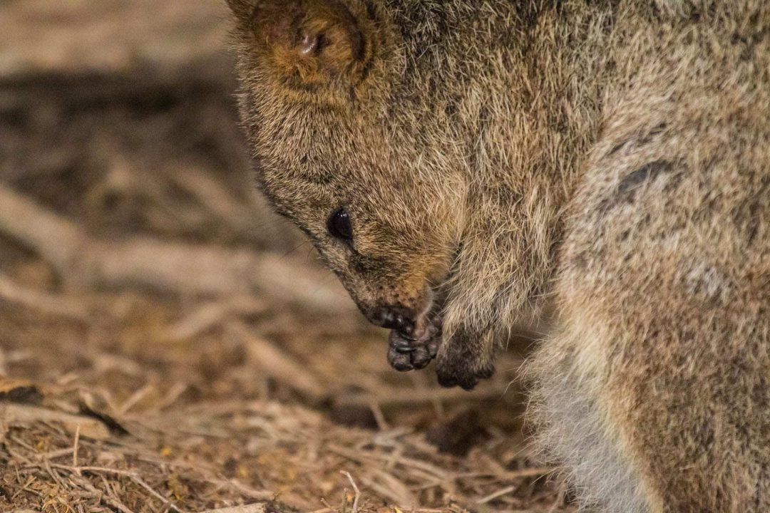 Quokka Desktop