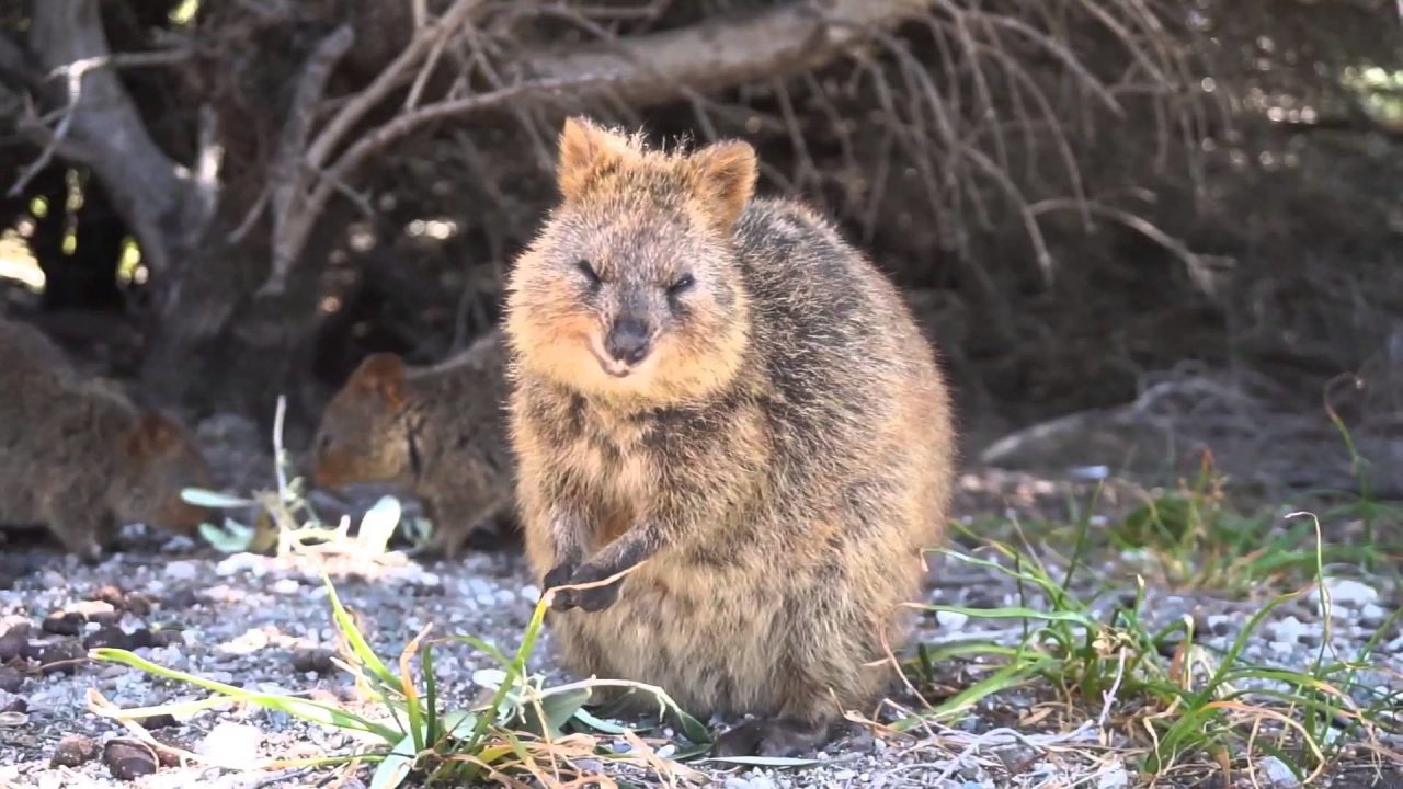 Quokka Free Wallpapers