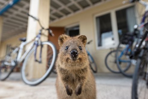 Quokka Gallery