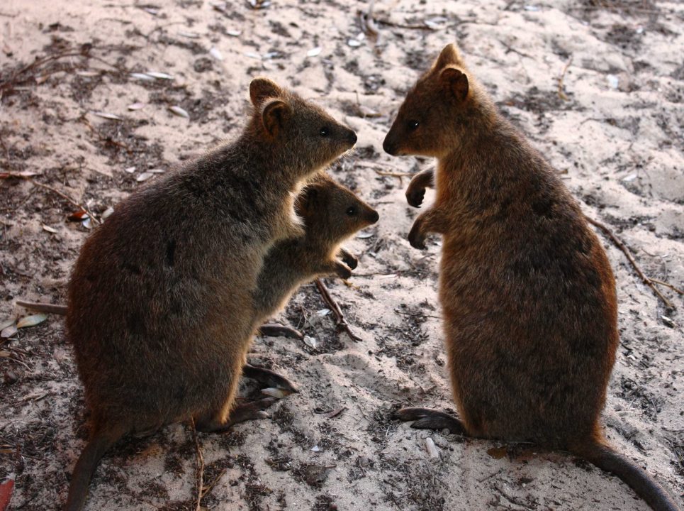 Quokka Photo Gallery