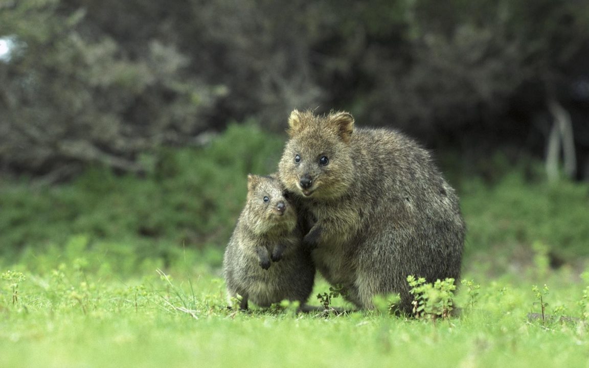 Quokka Photos