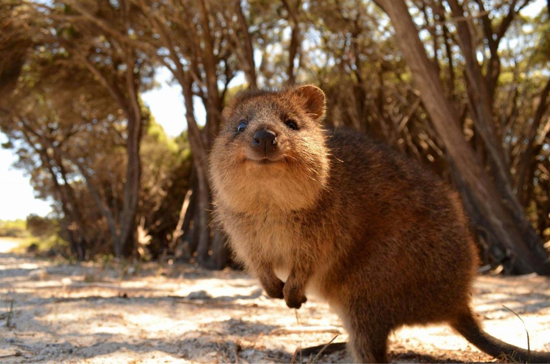 Quokka Pics