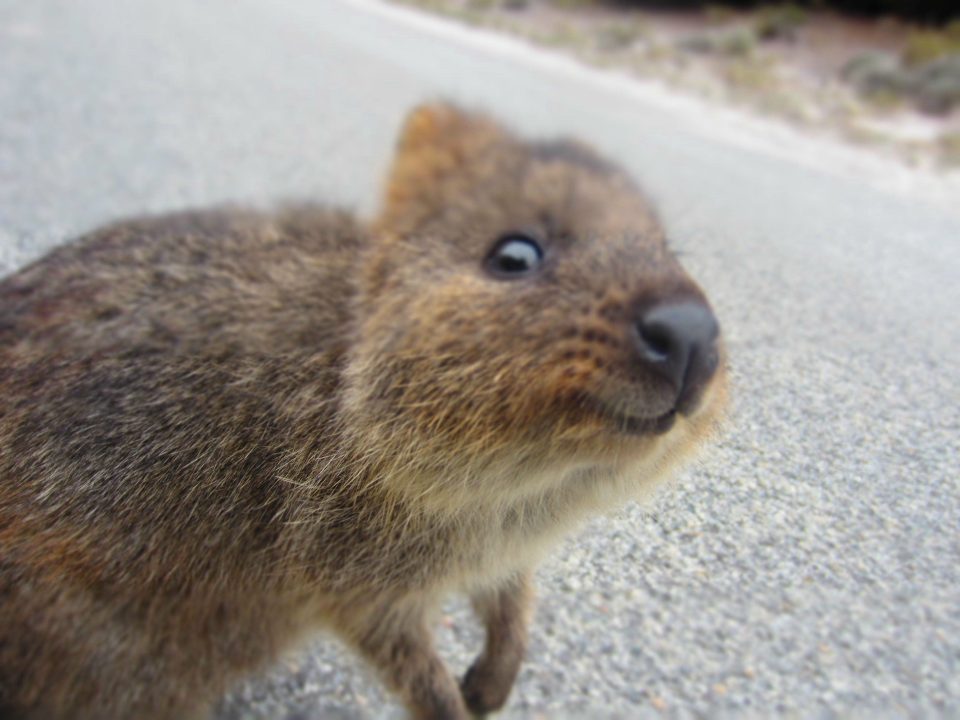 Quokka Pictures