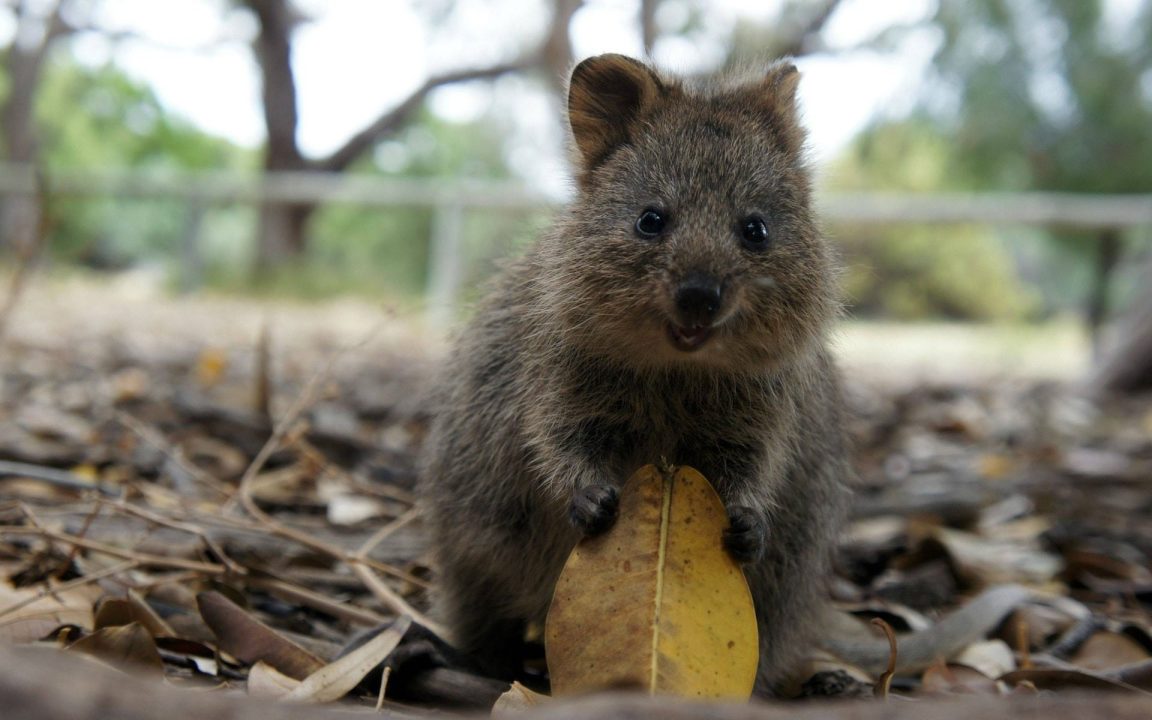 Quokka Wallpapers