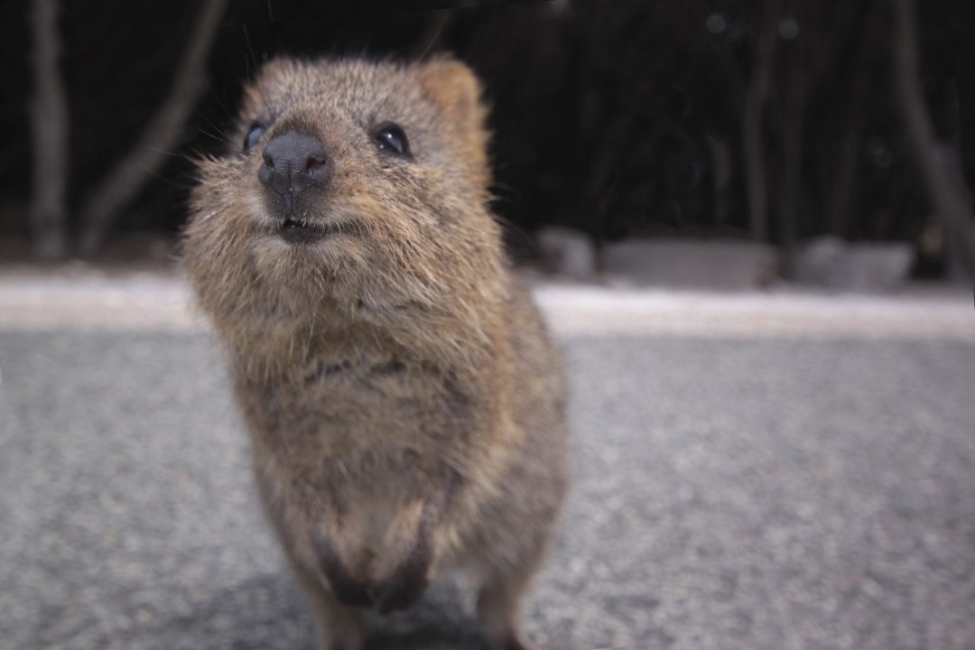 Quokka images