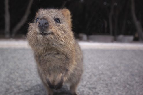 Quokka images