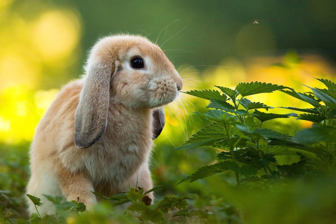 Rabbit