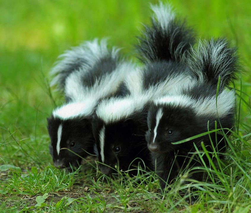 Skunk Computer Wallpapers