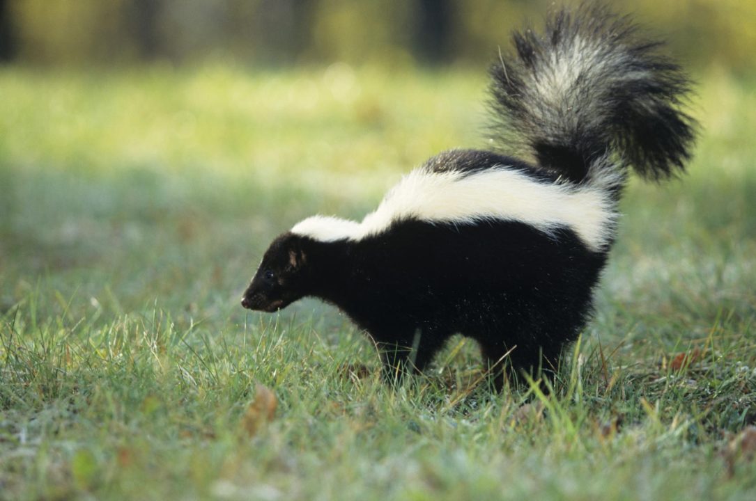 Skunk Photos