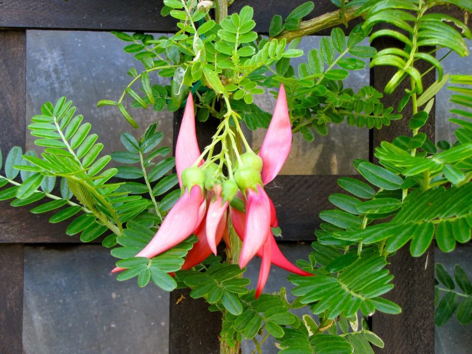 Clianthus Photos