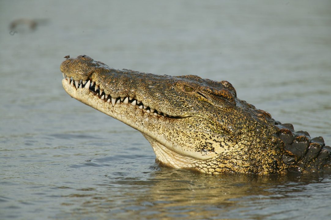 Crocodile HD Wallpapers