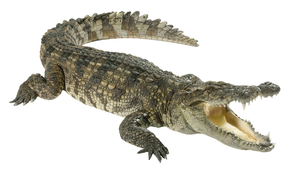 Crocodile Photo Gallery