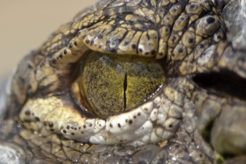 Crocodile Photos