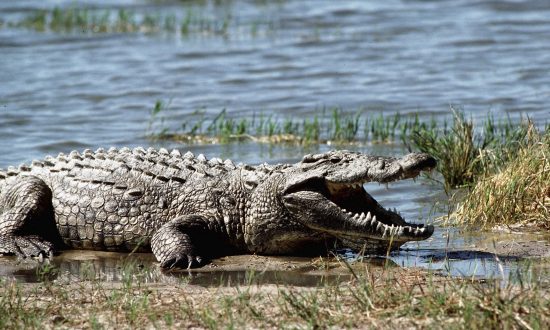 Crocodile Pics