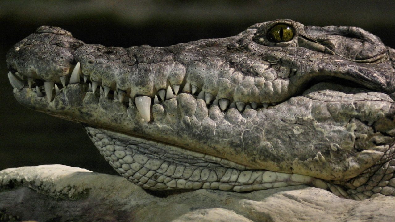 Crocodile Pictures
