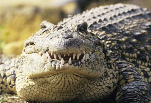 Crocodile Wallpapers for Laptop