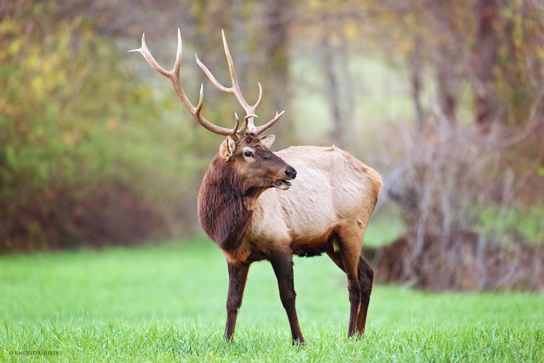 Elk