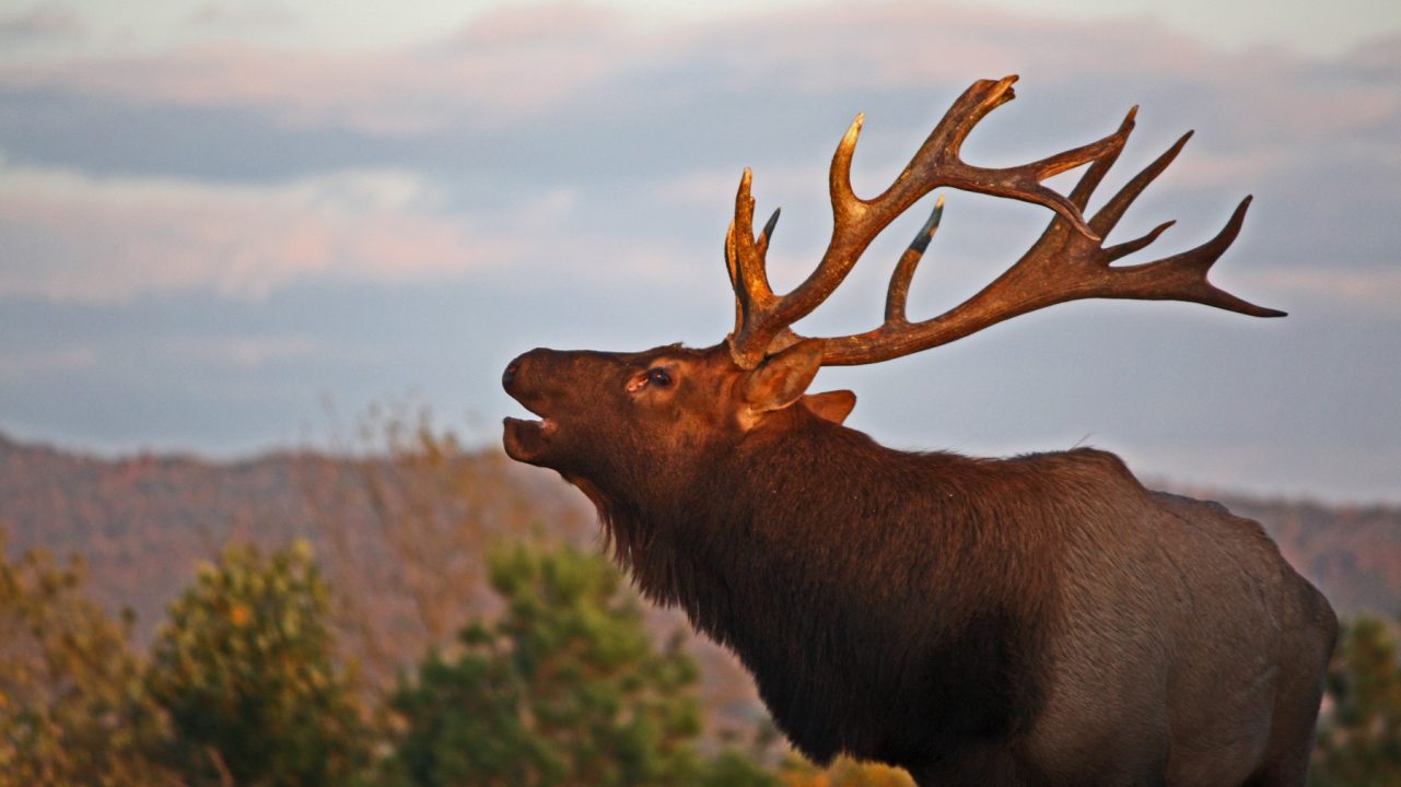 Elk Background images