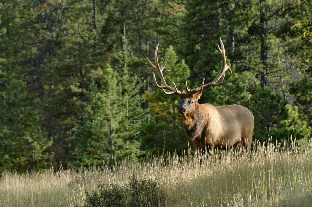 Elk Gallery