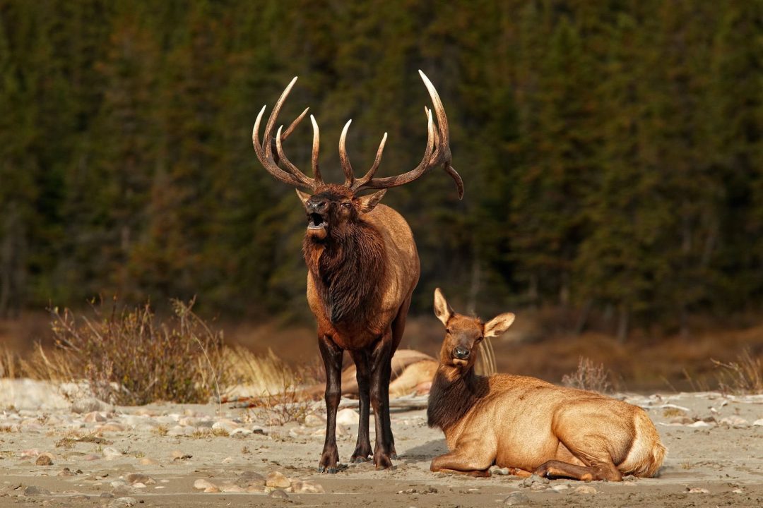 Elk Photos