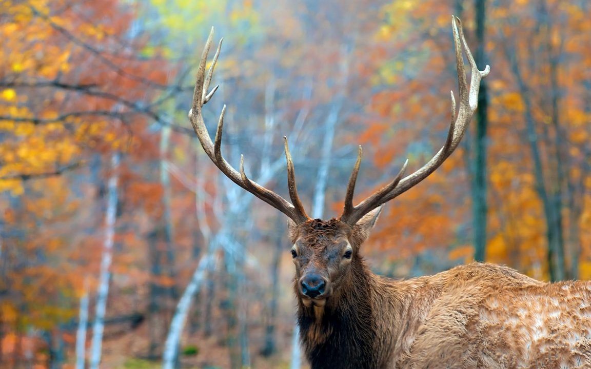 Elk Wallpapers