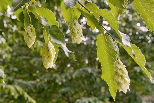 Hornbeam