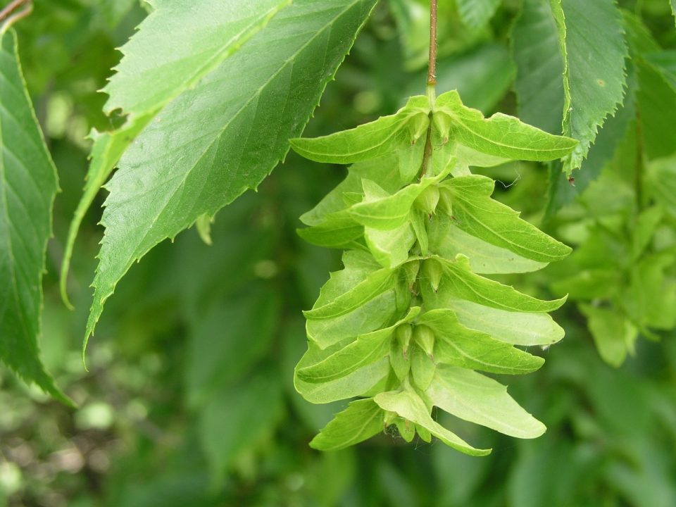 Hornbeam Desktop images