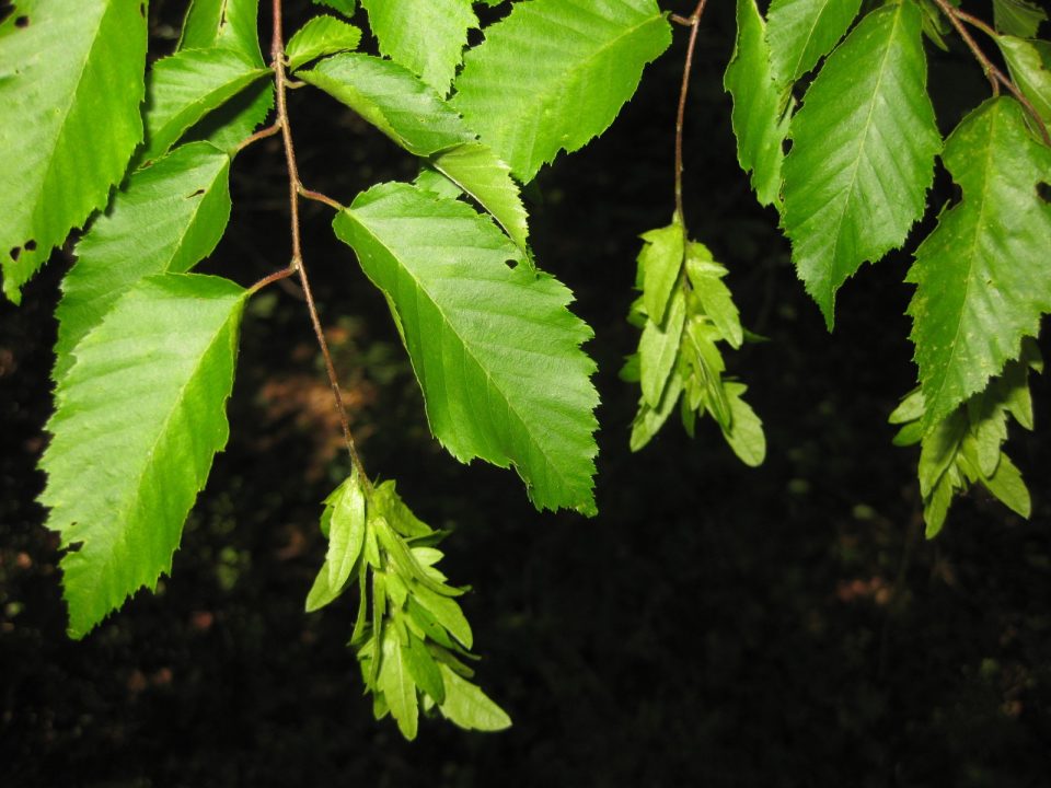 Hornbeam Photos