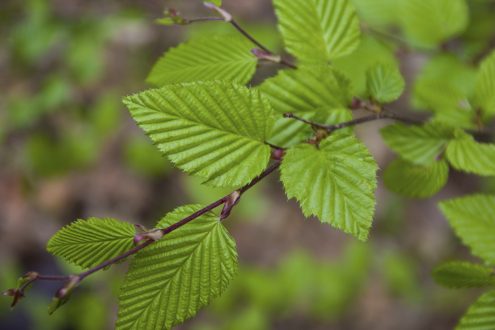 Hornbeam Wallpapers