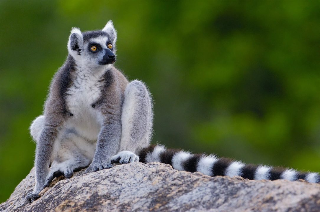 Lemur Background Wallpapers