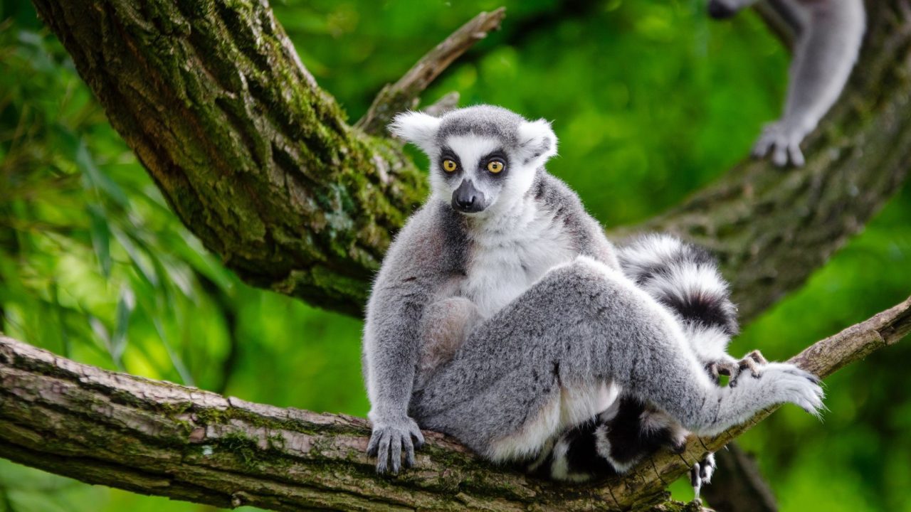 Lemur Desktop images