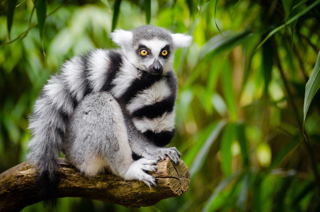 Lemur Wallpapers