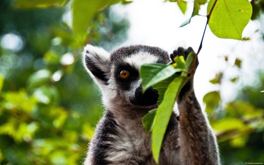 Lemur Wallpapers for Computer