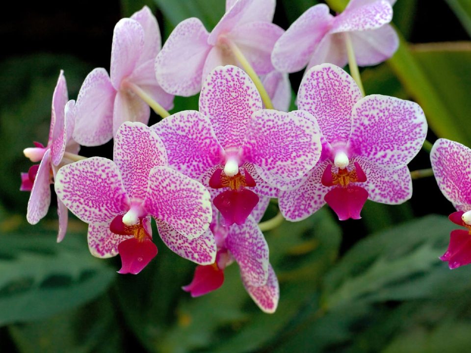 Orchid