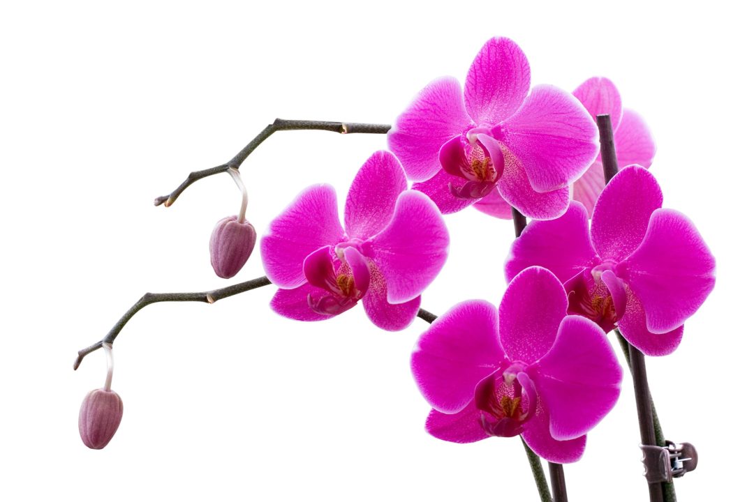 Orchid Background images