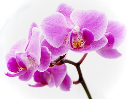 Orchid Gallery