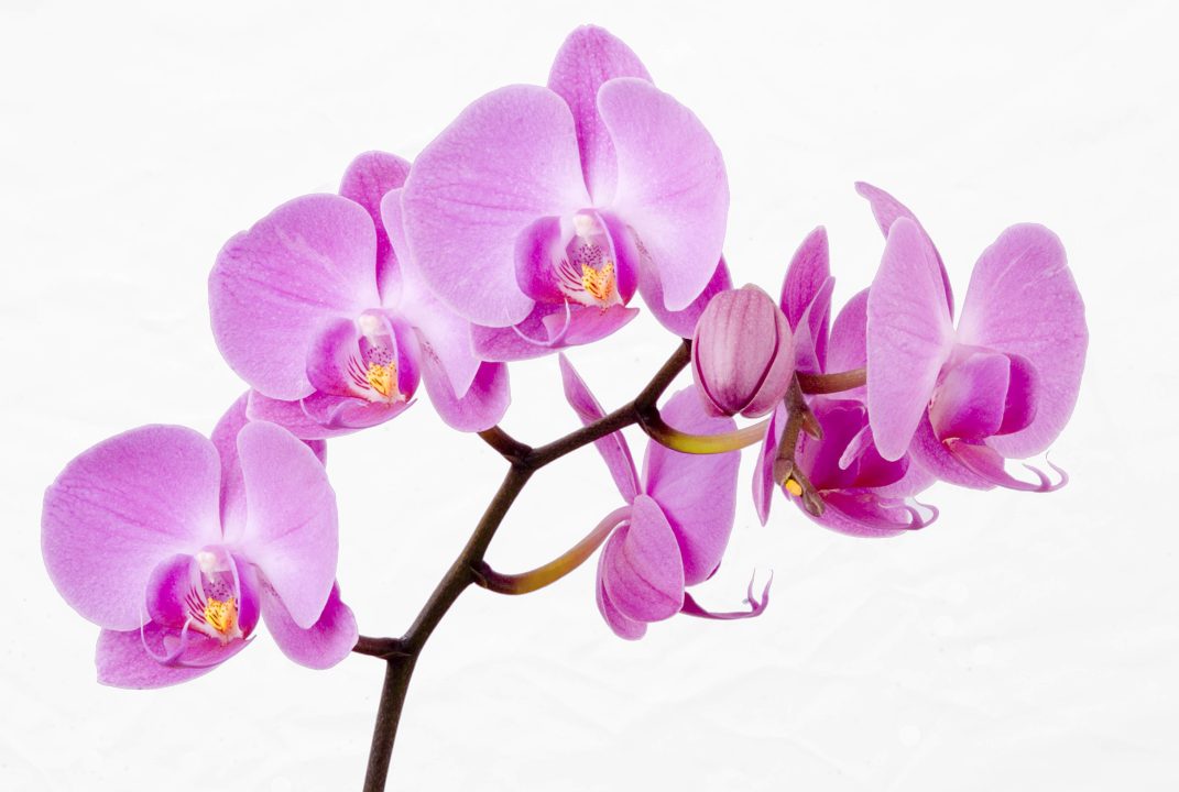 Orchid High Definition Wallpapers