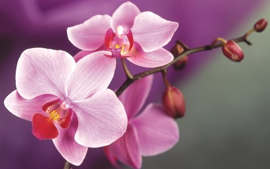 Orchid High Quality