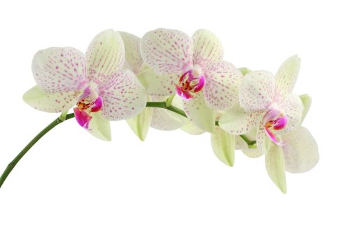 Orchid PC Wallpapers