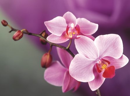 Orchid Photos