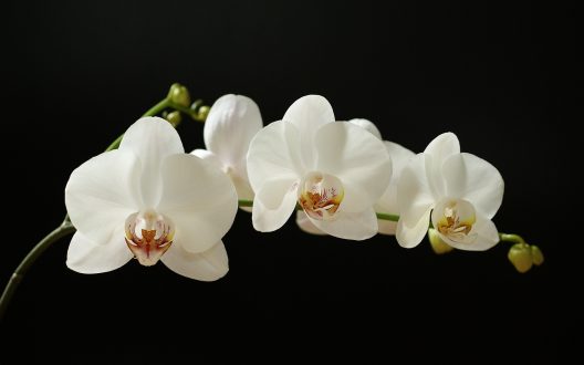 Orchid Pics