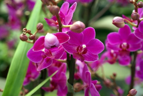 Orchid Pictures