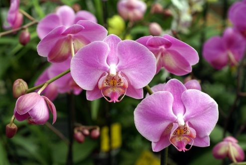 Orchid Wallpapers