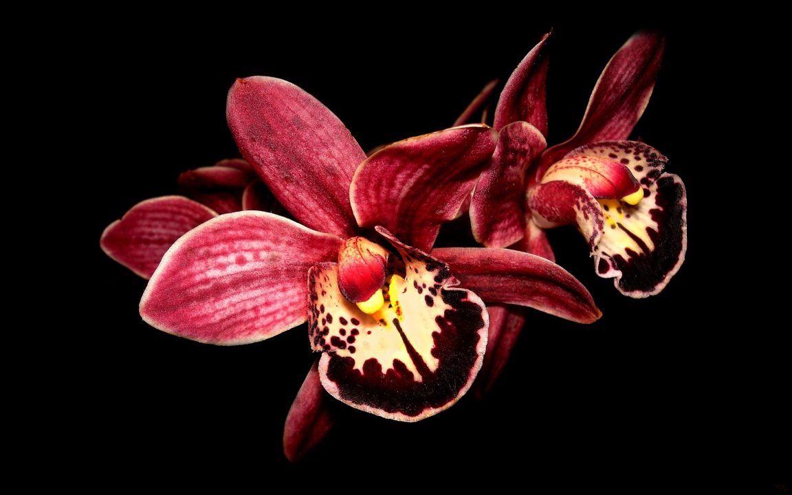 Orchid Wallpapers for Laptop