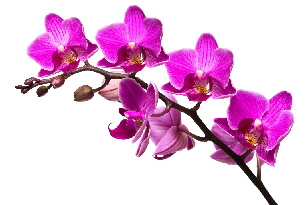 Orchid images