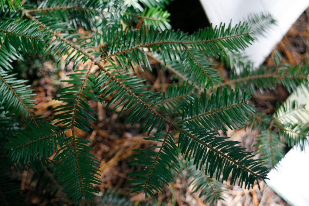 Pictures of Fir