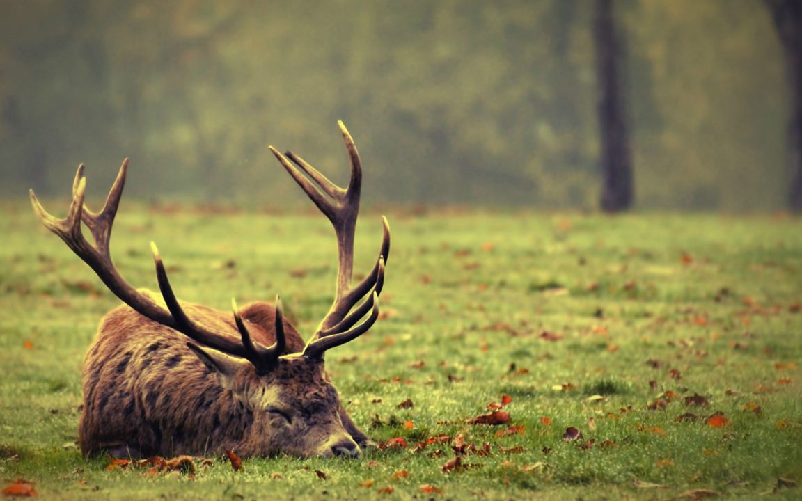 Deer Computer Wallpapers