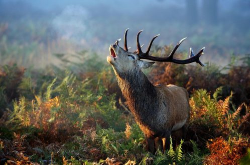 Deer Desktop images